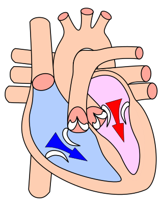 <span class="mw-page-title-main">Diastole</span> Part of the cardiac cycle