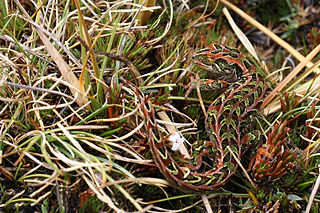 <span class="mw-page-title-main">Harlequin gecko</span> Species of lizard