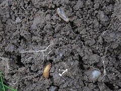 Japanese beetle pupa moulting 2017.jpg