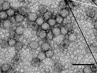 <span class="mw-page-title-main">Iflaviridae</span> Family of viruses