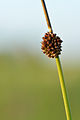 Smáveikasev (Juncus conglomeratus)