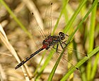 Leucorrhinia dubia (Kleine Moosjungfer, Männchen) [D]