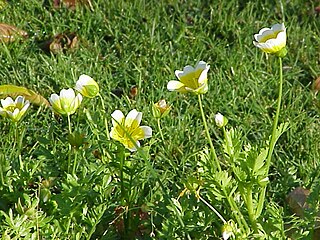 <span class="mw-page-title-main">Limnanthaceae</span> Family of flowering plants