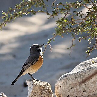 Littoral rock thrush