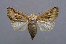 Luperina dumerilii