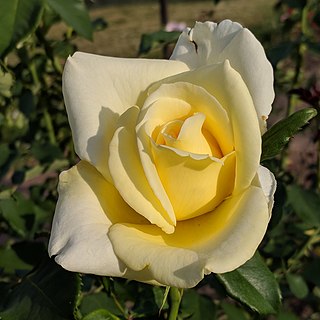 <i>Rosa</i> Elina