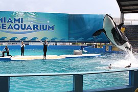 Le Miami Seaquarium, aux États-Unis.