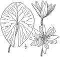 Illustration from Britton & Brown's Illustrated flora of the northern states and Canada.