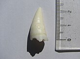 Tooth