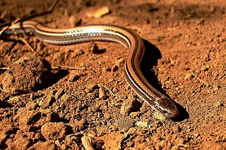 <i>Pararhadinaea</i> Genus of snakes