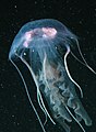 Scyphozoa (konyeza mtoa-nuru, Pelagia noctiluca)