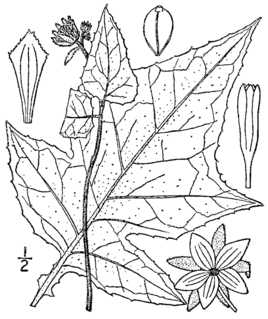 <i>Polymnia</i> Genus of flowering plants