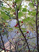 Ribes fasciculatum