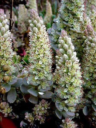 <i>Orostachys</i> Genus of flowering plants