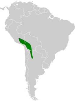 Distribución geográfica del chirigüe puneño.