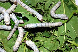 Quinto estadio da larva de Bombyx mori