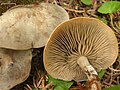 Clitocybe glacialis