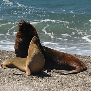 <span class="mw-page-title-main">South American sea lion</span> Species of carnivore