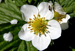 Flor de morango com numerosos pistilos na base.