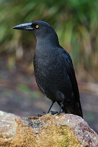 <span class="mw-page-title-main">Currawong</span> Genus of birds