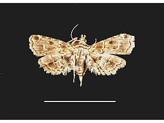 <i>Sufetula hemiophthalma</i> Species of moth