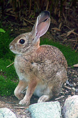 <span class="mw-page-title-main">Desert cottontail</span> Species of mammal