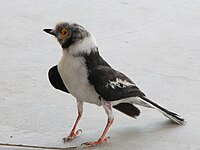 White helmetshrike, a gregarious bird of woodland White Helmetshrike.jpg