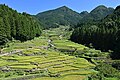 Thousand Rice Paddies of Yotsuya (Yotsuya Senmaida)