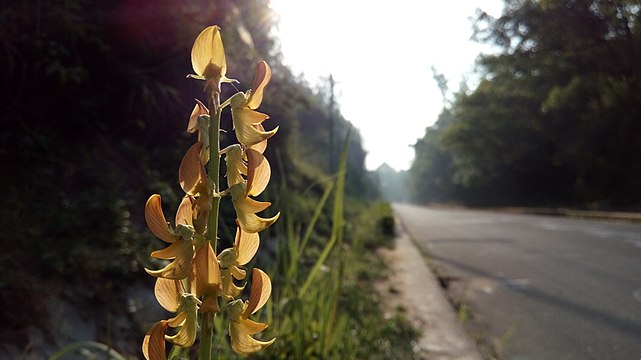 ফুলের নাম-ঝুনঝুনি