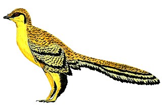 <i>Aurornis</i> Extinct genus of dinosaurs