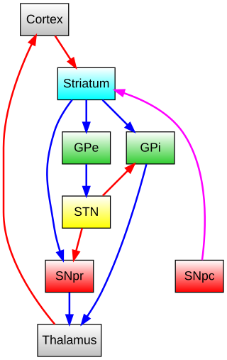 <span class="mw-page-title-main">Primate basal ganglia</span>