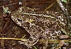 Epidalea (Bufo) calamita (Kreuzkröte) [A]