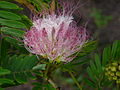 Calliandra surinamensis