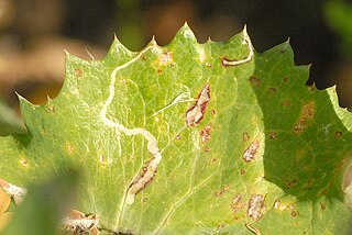 <i>Phytomyza horticola</i> Species of fly