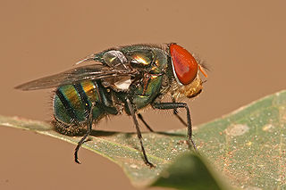 <span class="mw-page-title-main">Calliphoridae</span> Family of flies