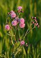 Akurtistil (Cirsium arvense)