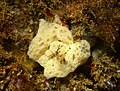 Clathrina coriacea (Calcarea)