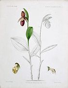 Cypripedium himalaicum