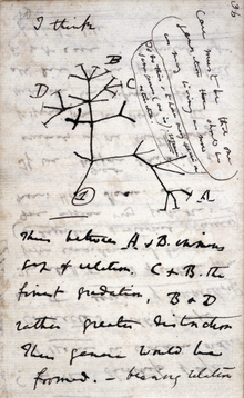 A page of hand-written notes, with a sketch of branching lines.