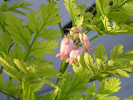 Dicentra formosa