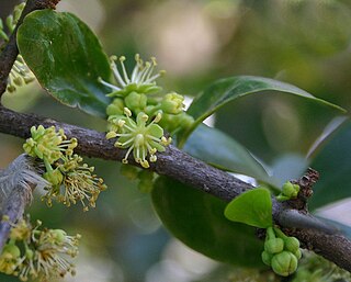 <i>Dovyalis caffra</i> Species of tree