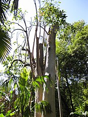 Phytolacca weberbaueri