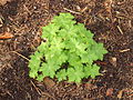 * Nomination Geranium cantabrigiense Karmina Ground cover geranium species for partial shade.-- Famberhorst 05:32, 11 May 2013 (UTC) * Promotion QI for me. --JLPC 17:01, 11 May 2013 (UTC)