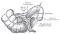 Fossa ileociecale inferiore