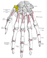 இடது கை பின்பக்கத்தோற்றம் சரிவக எலும்பு மஞ்சள் வண்ணத்தில்.