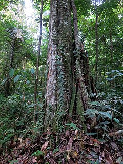 <i>Chlorocardium rodiei</i> species of plant