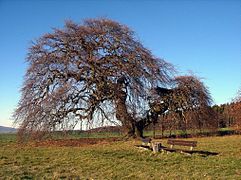 24.11.06 Kopfbuche bei Gremsheim