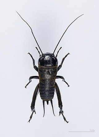 <span class="mw-page-title-main">Cricket (insect)</span> Small insects of the family Gryllidae