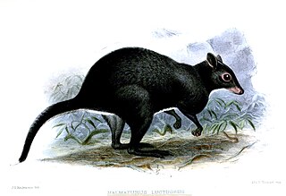 Gray dorcopsis Species of marsupial