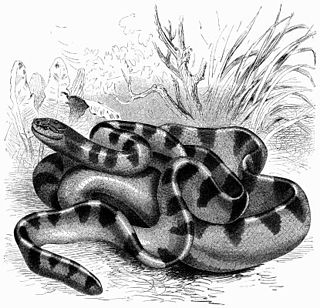 <i>Hydrophis</i> Genus of snakes